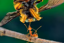 Choáng cảnh kiến đỏ lực sĩ hạ đo ván ong 