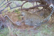 Kinh hoàng anh em báo đốm cắn xé nhau tơi tả