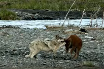 Kinh hoàng khoảnh khắc nghé con bị sói quây giết 