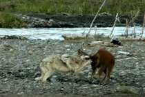 Kinh hoàng khoảnh khắc nghé con bị sói quây giết 