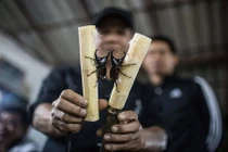 Kỳ quặc cuộc thi chọi bọ cánh cứng ở Thái Lan