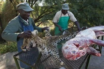 Rợn người cảnh lột da, nhồi xác động vật hoang dã