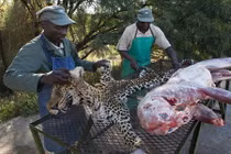 Rợn người cảnh lột da, nhồi xác động vật hoang dã