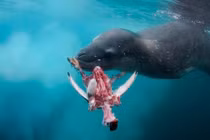 Những thủy quái đáng sợ khiến con người không rét mà run 