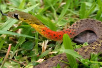 Loài rắn ở Việt Nam tích độc từ con mồi cực dị