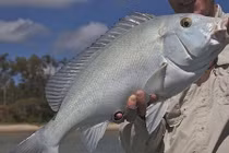 Thủy quái kỳ dị tấn công kẻ thù bằng cách hôn