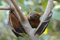 Loài động vật với khả năng nghe lén cực cao gây choáng