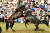 Kịch tính cảnh chọi ngựa sứt đầu mẻ trán ở Trung Quốc