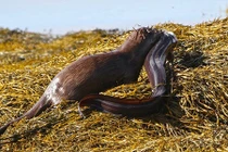 Hãi hùng xem rái cá chén thịt cá chình khổng lồ