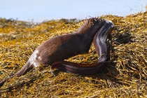 Hãi hùng xem rái cá chén thịt cá chình khổng lồ