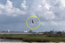 Không thích sống trong vườn thú, hồng hạc quyết định bỏ trốn 