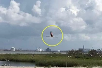 Không thích sống trong vườn thú, hồng hạc quyết định bỏ trốn 