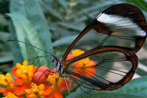 Những động vật có khả năng tàng hình tuyệt vời 