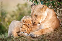 Ảnh đẹp: Tình mẫu tử ấm áp trong thế giới động vật hoang dã