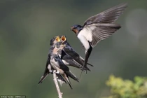 Ảnh ấn tượng: Chim mẹ cật lực nuôi 4 miệng ăn