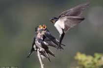 Ảnh ấn tượng: Chim mẹ cật lực nuôi 4 miệng ăn