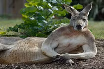 Chết mê những "soái ca sáu múi" trong thế giới động vật 