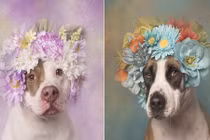 Vẻ đẹp mỹ miều khó thấy của loài chó pitbull