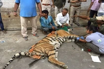 Cứu giúp hổ kịch chiến với đồng loại, bị thương nặng