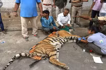 Cứu giúp hổ kịch chiến với đồng loại, bị thương nặng