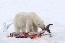 Kinh hoàng gấu Bắc cực xẻ thịt cá heo đẫm máu
