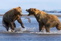 Gấu nâu ẩu đả dữ dội tranh cướp cá 