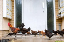 Hàng trăm con gà hoang “tấn công” nước Anh gây sững sờ