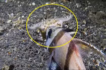 Màn săn giết rợn người của giun ăn thịt dưới đáy biển 