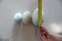 Gà đẻ trứng lạ, nặng gấp 3 khiến ai cũng choáng