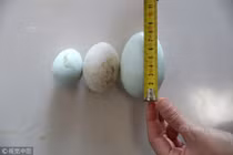 Gà đẻ trứng lạ, nặng gấp 3 khiến ai cũng choáng