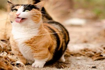 Khi mèo làm mặt xấu trêu ghẹo chủ nhân