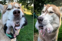 Tìm thấy đàn mèo con, cô chó husky làm điều ai cũng cảm động 