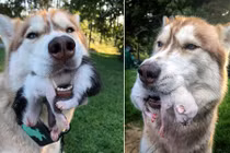 Tìm thấy đàn mèo con, cô chó husky làm điều ai cũng cảm động 