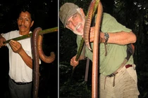 "Trên tay" loài giun đất khổng lồ bầy nhầy gớm ghiếc