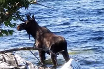 Nai sừng tấm chết thảm vì những người ưa sống ảo 