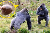 Khỉ đột hỗn chiến kinh hoàng giành khoai tây nướng