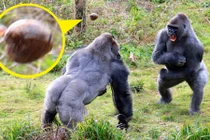 Khỉ đột hỗn chiến kinh hoàng giành khoai tây nướng