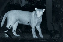 Báo động động vật hoang dã xâm nhập khu dân cư 