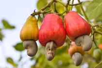 Loài cây "ngược đời" ở Việt Nam có hột ở ngoài quả 