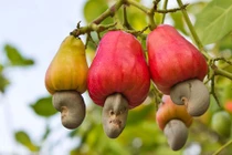 Loài cây "ngược đời" ở Việt Nam có hột ở ngoài quả 