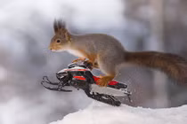 Khi những con sóc tham dự thế vận hội mùa đông