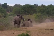 Voi đực khiến voi cái nổi giận, mất hứng vì đang "yêu" thì...