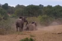 Voi đực khiến voi cái nổi giận, mất hứng vì đang "yêu" thì...