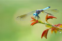 Bộ mặt thật tàn độc của gã công tử chuồn chuồn xanh 