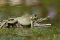 Ếch xanh “lấy thịt đè người” bắt nạt cá sấu con