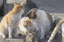 Mèo xám tụt cống, “bạn tốt” chạy đến xem, cười nhạo cực hài 