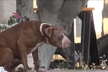 Kinh ngạc chó bị bỏ rơi sống sót thần kỳ