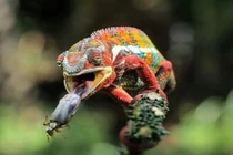 Dế mèn chết thảm dưới hàm tắc kè hoa 