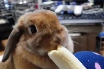 Ngắm loài thỏ siêu đáng yêu khi ăn 