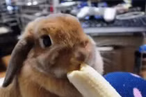 Ngắm loài thỏ siêu đáng yêu khi ăn 